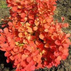 Thunbergi kukerpuu ORANGE ICE